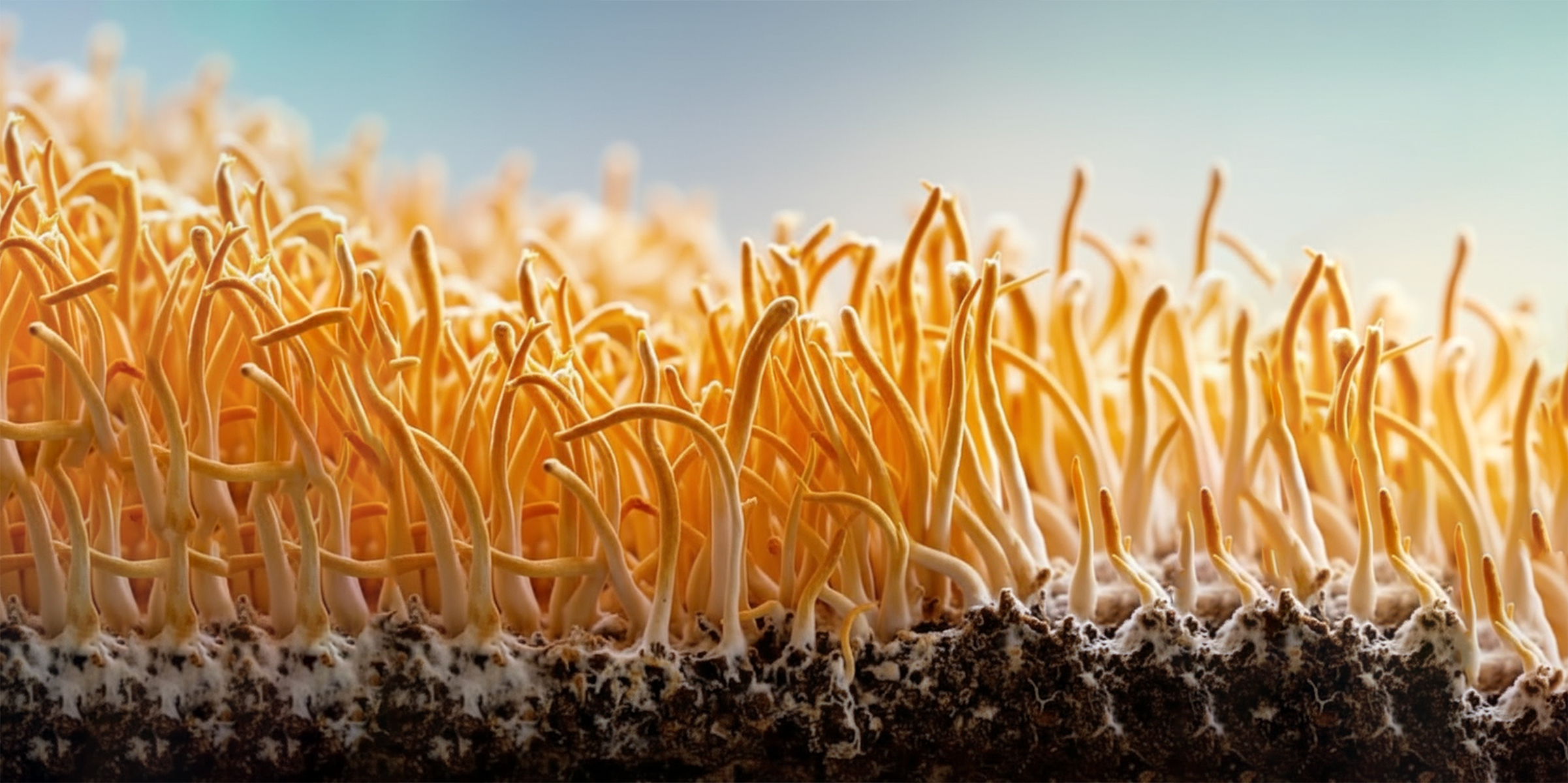 Cordyceps: Nature's Energiser