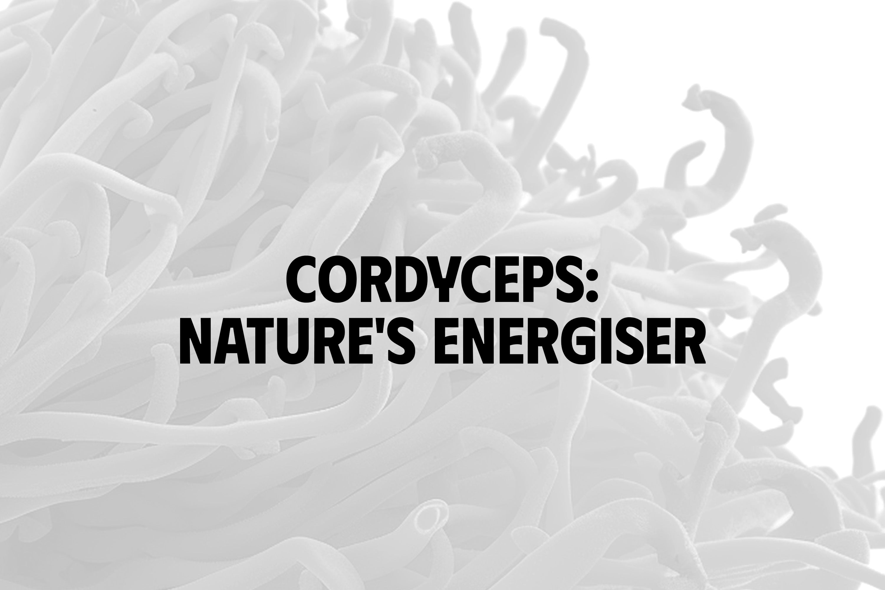 Cordyceps: Nature's Energiser