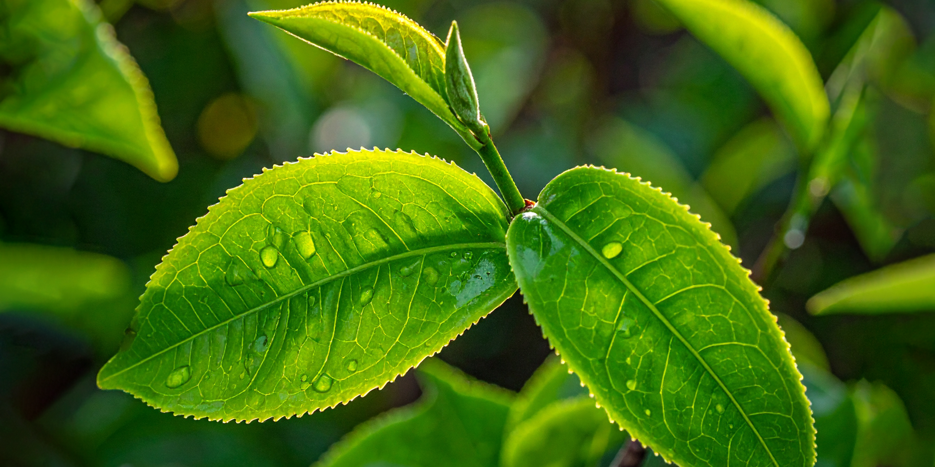 How to know what supplement ingredients really do?