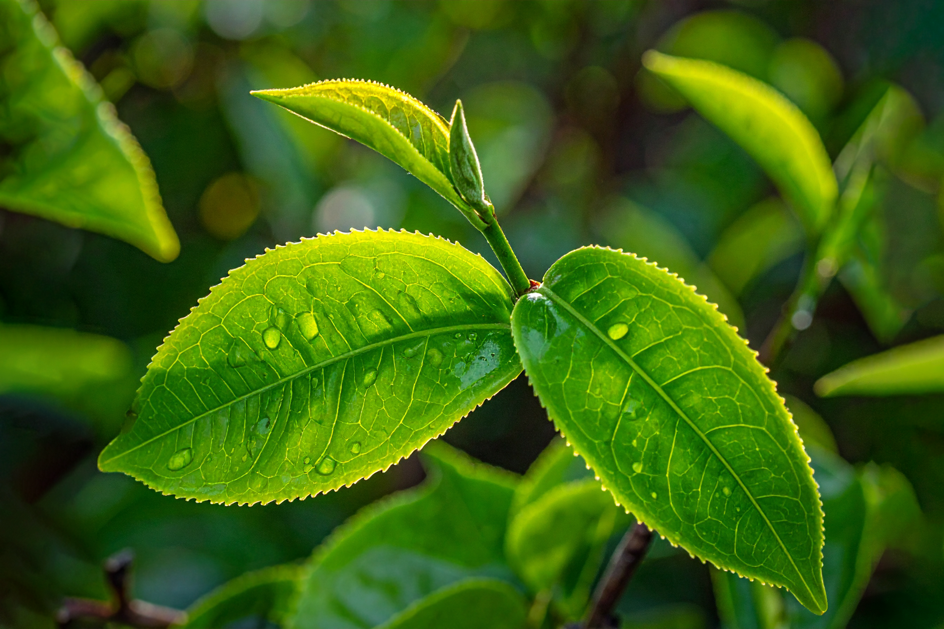 How to know what supplement ingredients really do?